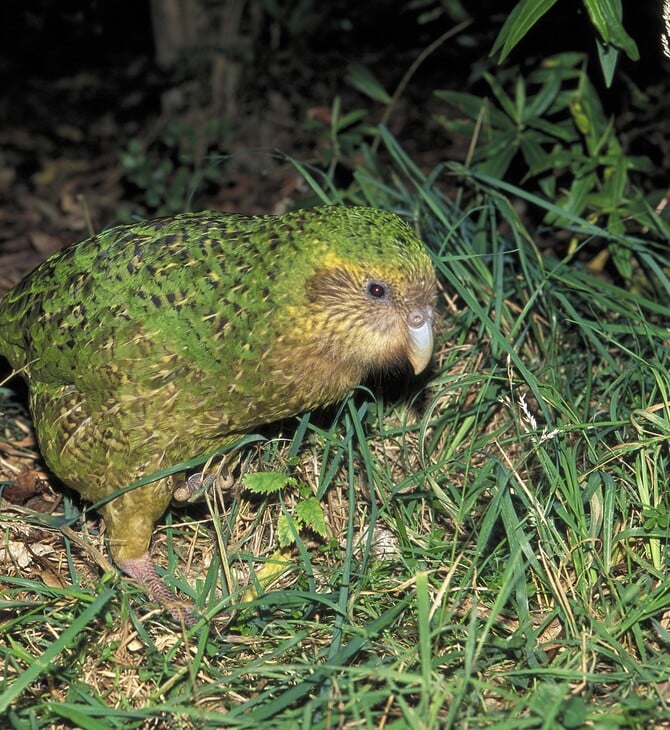 ΝΕΑ ΖΗΛΑΝΔΙΑ ΠΑΠΑΓΑΛΟΣ ΑΝΑΠΑΡΑΓΩΓΗ