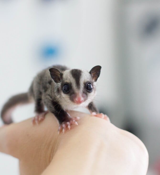 ΕΠΕΞ H ζωή μου με ένα sugar glider