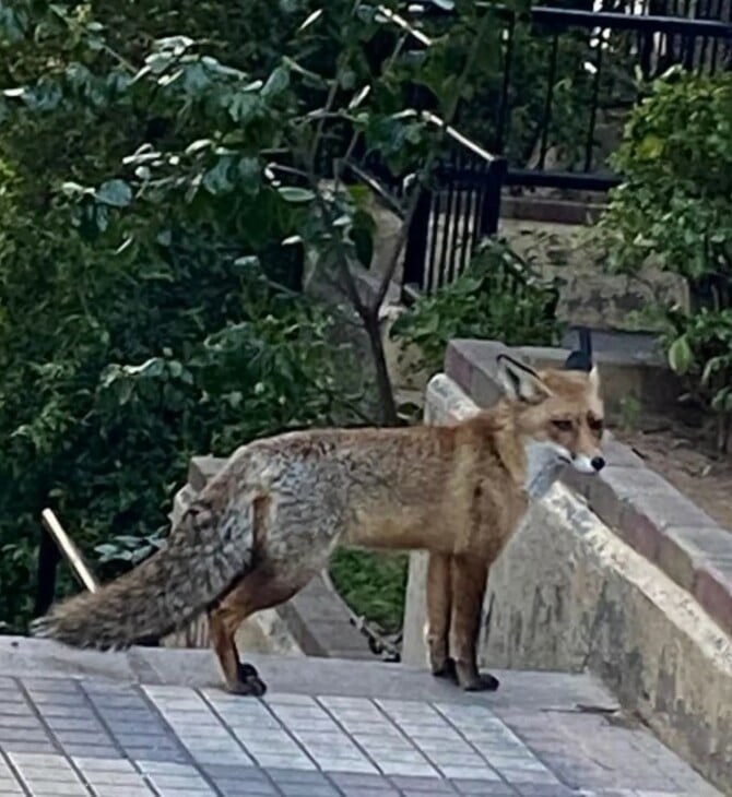 ΠΑΓΚΡΑΤΙ ΑΛΕΠΟΥ
