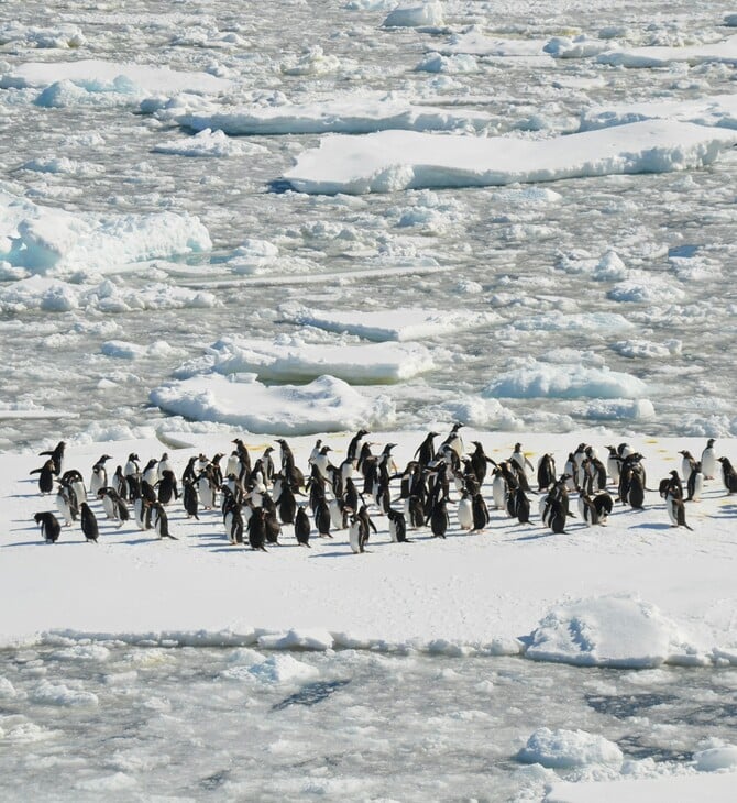 Οι πιγκουίνοι της Ανταρκτικής έχουν μετατοπίσει την περίοδο αναπαραγωγής τους εξαιτίας της κλιματικής αλλαγής 