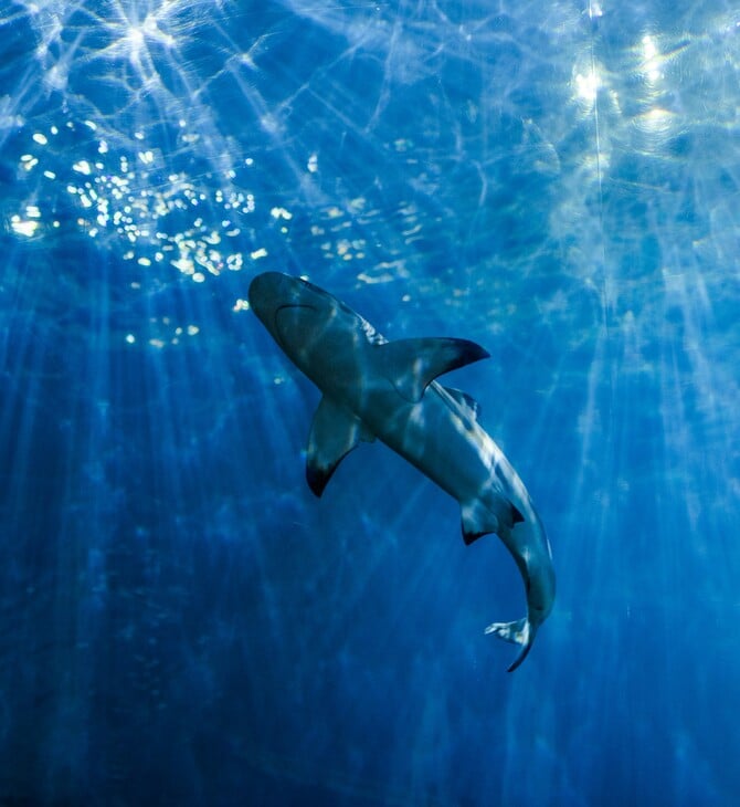 Αυστραλία: Τέσσερις επιθέσεις καρχαριών μέσα σε 48 ώρες