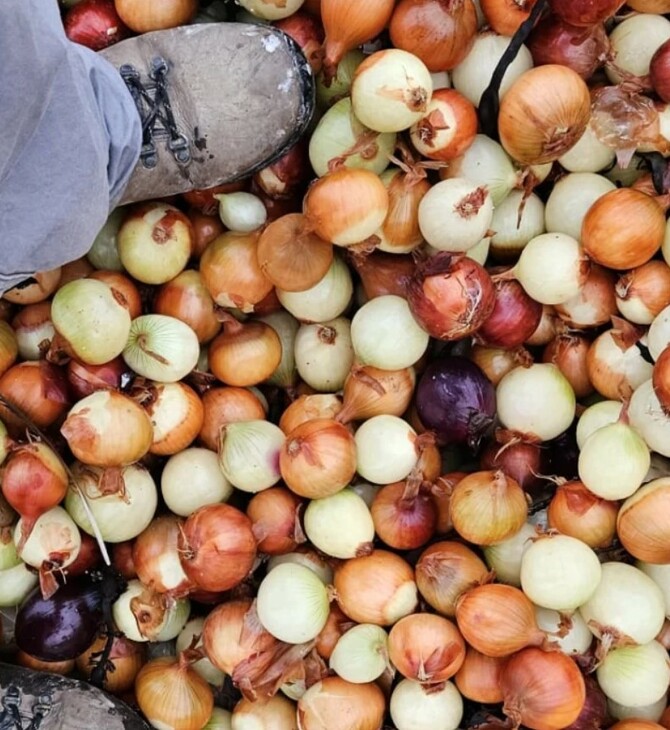 ΠΑΤΑΤΕΣ ΚΡΕΜΜΥΔΙΑ ΜΕΓΑΛΗ ΒΡΕΤΑΝΙΑ ΠΛΟΙΟ