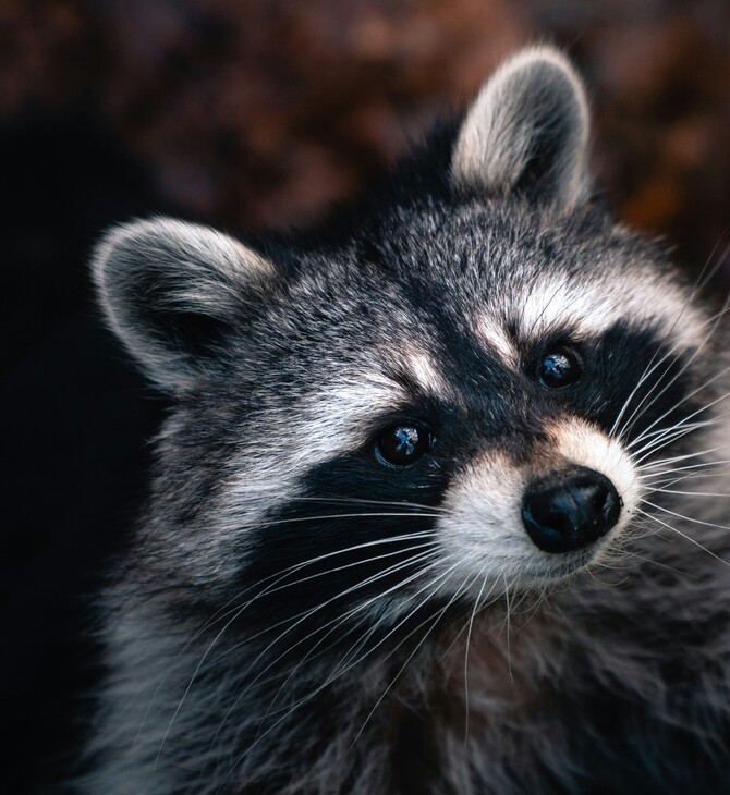 ΡΑΚΟΥΝ ΑΝΘΡΩΠΟΣ ΕΓΚΕΦΑΛΟΣ