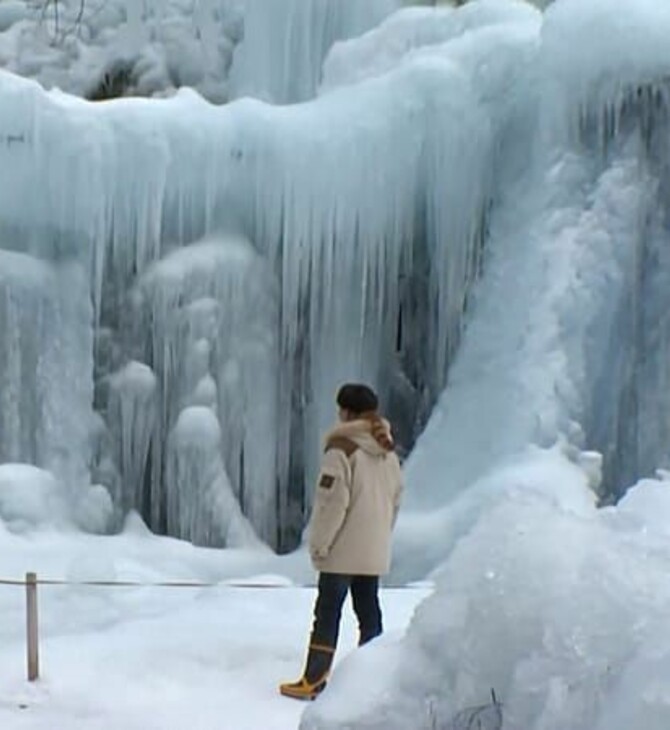 ΙΑΠΩΝΙΑ ΔΑΣΟΣ