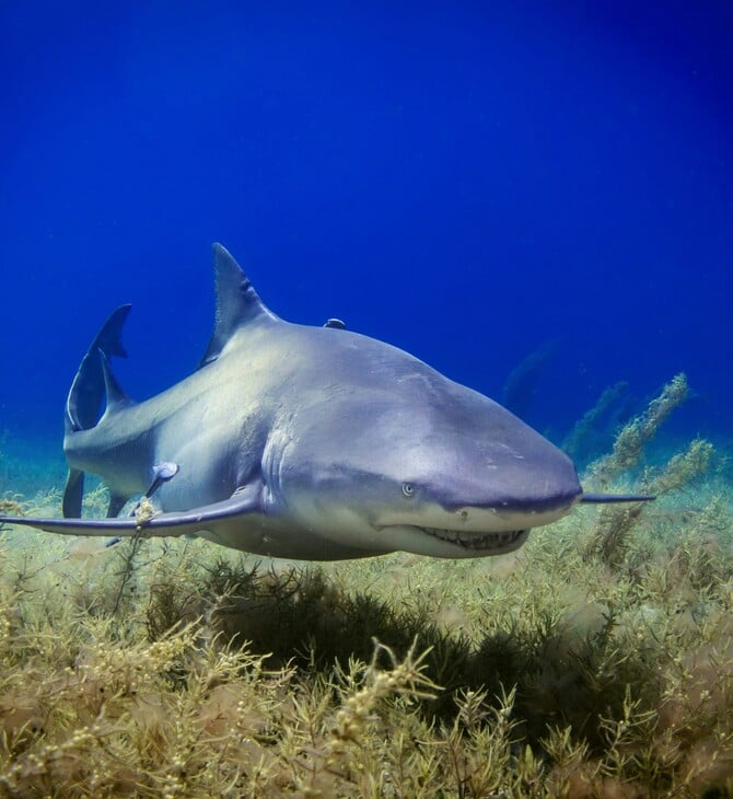 ΑΥΣΤΡΑΛΙΑ ΚΑΡΧΑΡΙΑΣ ΕΠΙΘΕΣΕΙΣ
