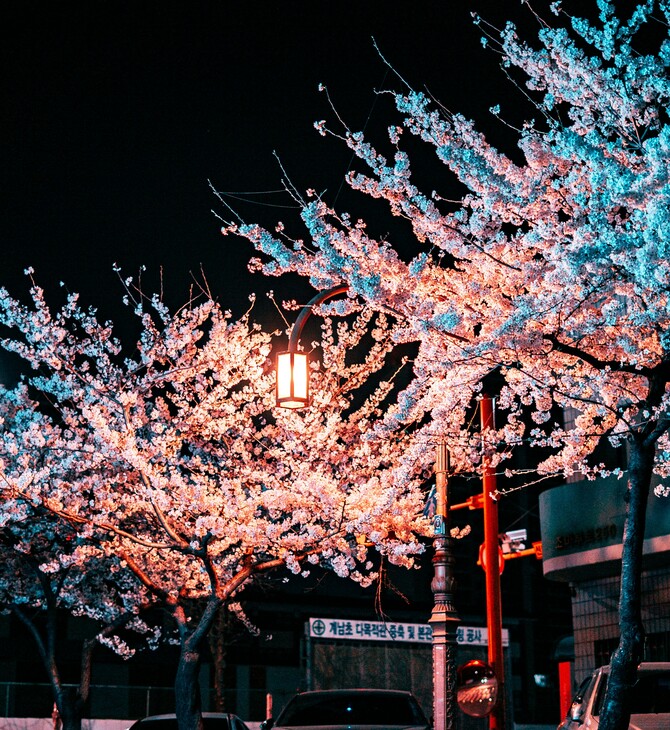 Φέτος θα μπορούσε να είναι μια απροσδόκητα οικονομική περίοδος για να δει κανείς τις ανθισμένες κερασιές της Ιαπωνίας