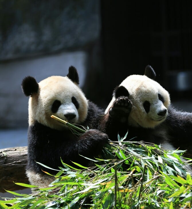 Αναχωρούν για την Κίνα τα τελευταία δύο πάντα της Ιαπωνίας εν μέσω επιδείνωσης των διμερών σχέσεων