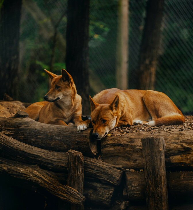 Αυστραλία: Αγέλη ντίνγκο θα θανατωθεί μετά τον θάνατο τουρίστριας στο νησί K'gari