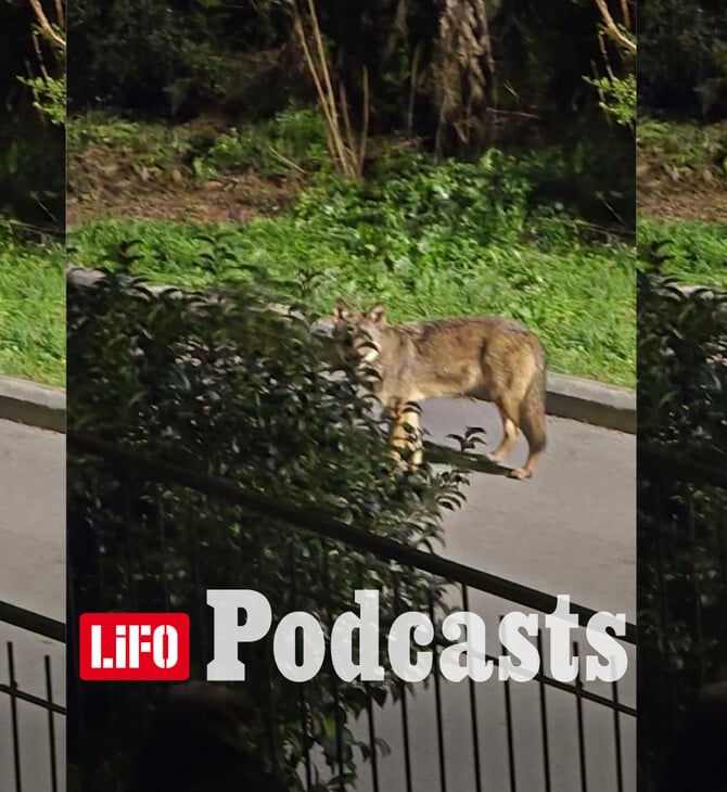 Λύκε, λύκε, είσαι εδώ; Όταν η άγρια ζωή φτάνει στην αυλή μας