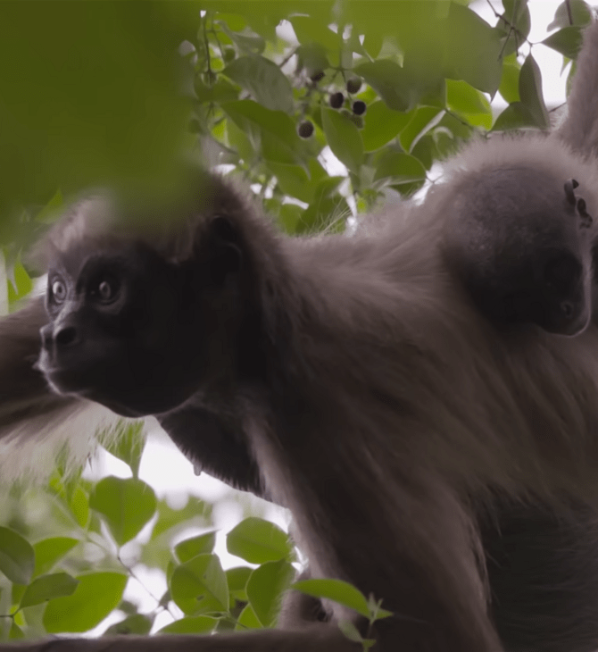 Αράχνες-μαϊμούδες: Το εντυπωσιακό σύστημα ανταλλαγής πληροφοριών για να βρίσκουν τροφή