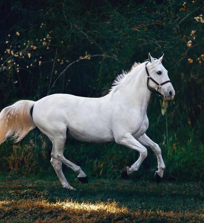 2026 ΕΤΟΣ ΑΛΟΓΟΥ
