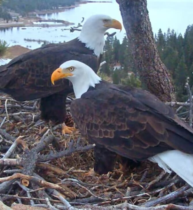 ΦΑΛΑΚΡΟΙ ΑΕΤΟΙ ΓΕΝΝΑ ΓΟΝΕΙΣ