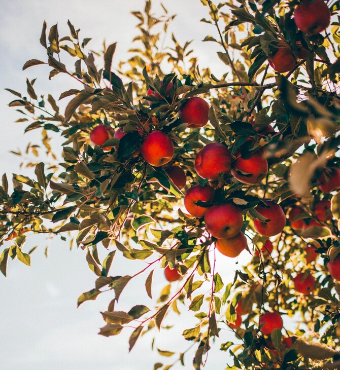 ΜΗΛΑ ΕΥΡΩΠΗ ΦΥΤΟΦΑΡΜΑΚΑ