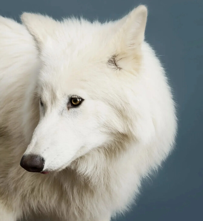 ΕΞΑΦΑΝΙΣΜΕΝΟ ΕΙΔΟΣ ΑΝΤΑΡΟΛΥΚΟΣ ΕΡΕΥΝΑ