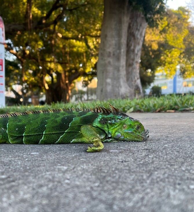 ΗΠΑ ΚΑΚΟΚΑΙΡΙΑ ΙΓΚΟΥΑΝΑ ΚΡΥΟ ΔΕΝΤΡΑ