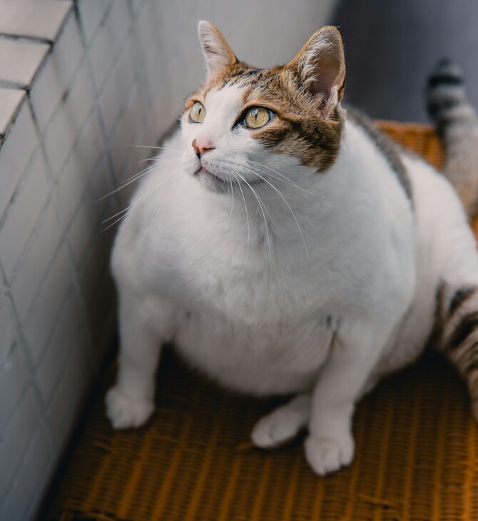 ΚΙΝΑ ΓΑΤΑ ΠΑΧΥΣΑΡΚΙΑ ΦΑΡΜΑΚΟ ΑΔΥΝΑΤΙΣΜΑΤΟΣ