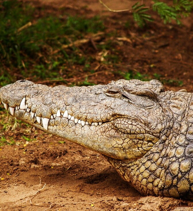 ΚΡΟΚΟΔΕΙΛΟΣ ΕΛΕΦΑΝΤΕΣ ΖΑΜΠΙΑ