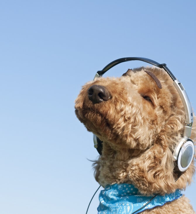 ΣΚΥΛΟΣ ΜΟΥΣΙΚΗ ΣΚΥΛΟΙ