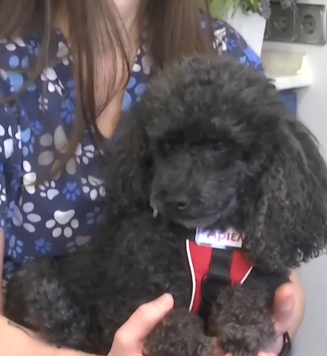 Σκύλος σε ρόλο βοηθού οδοντίατρου στη Θεσσαλονίκη: Η θεραπευτική υποστήριξη ασθενών με τη βοήθεια ζώων