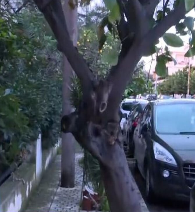 Ελευσίνα: «Το δέντρο είχε εξόγκωμα, έφυγε μέσα σε 3 λεπτά από ακατάσχετη αιμορραγία» λέει ο πρώην σύζυγος της 44χρονης
