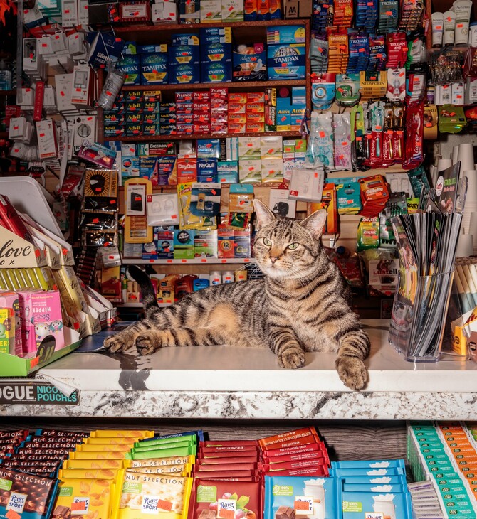 ΗΠΑ: Η Νέα Υόρκη διεκδικεί δικαιώματα για τις αγαπημένες, αλλά παράνομες «γάτες των μίνι μάρκετ»