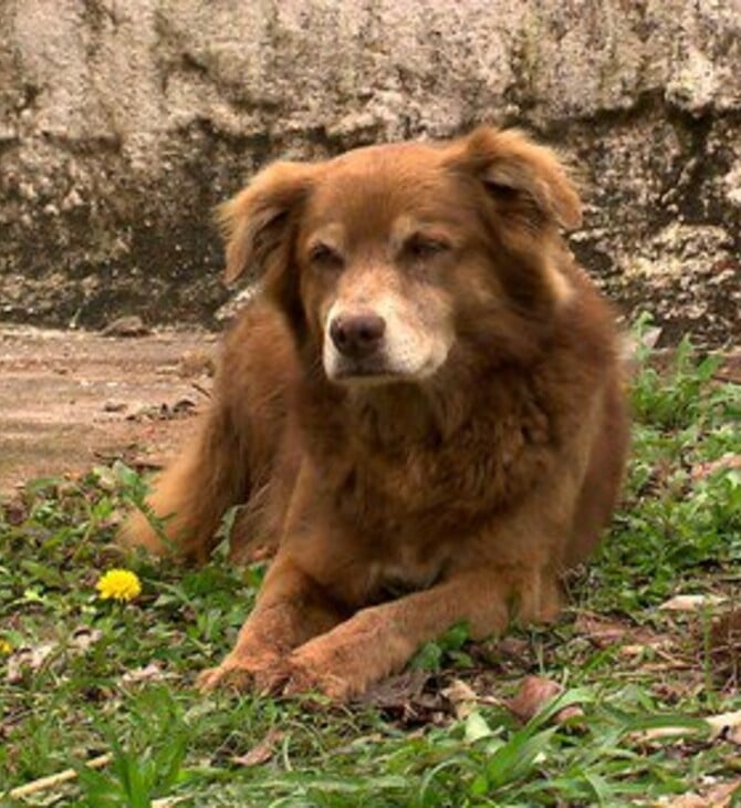 ΣΑΟ ΠΑΟΛΟ ΒΡΑΖΙΛΙΑ ΣΚΥΛΟΣ ΜΝΗΜΑ ΤΑΦΗ