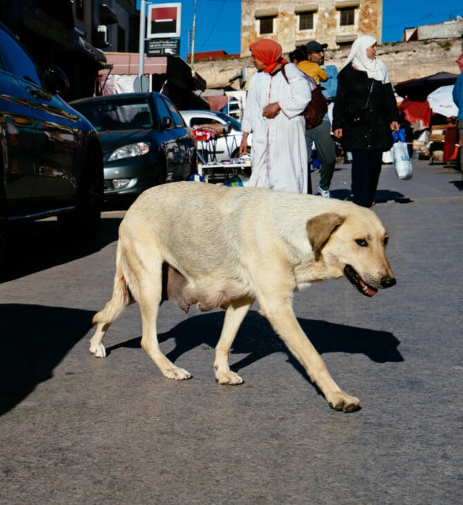 ΜΑΡΟΚΟ ΣΥΚΛΟΣ ΑΔΕΣΠΟΤΑ ΘΑΝΑΤΩΣΗ