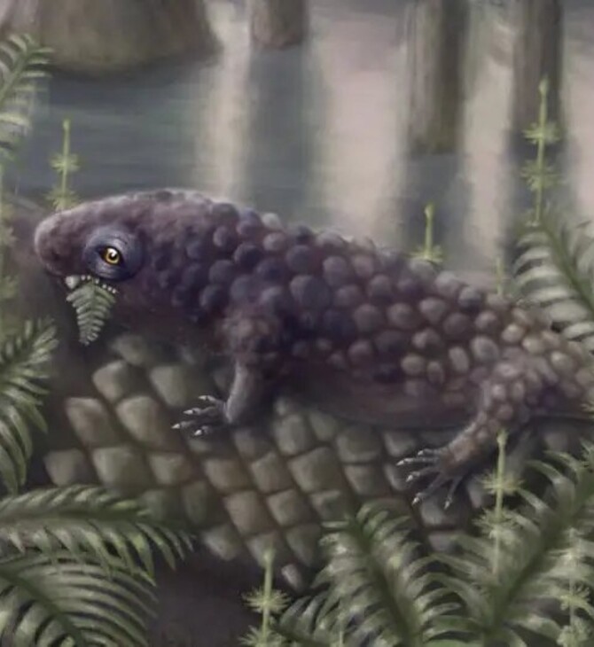 ΖΩΟ ΦΥΤΟΦΑΓΙΑ ΑΝΑΚΑΛΥΨΗ