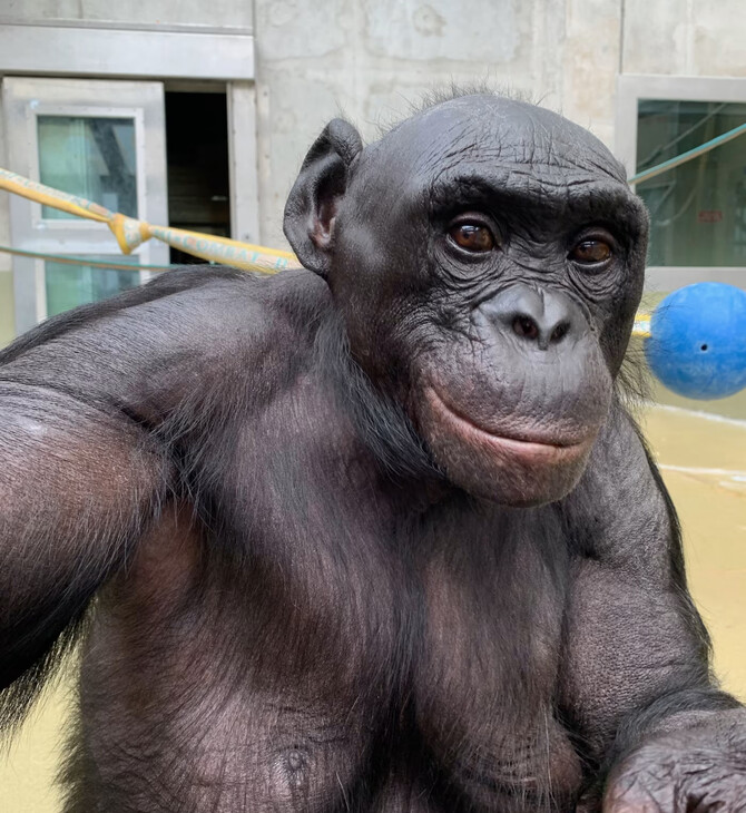 ΜΠΟΝΟΜΠΟ ΜΕΛΕΤΗ 