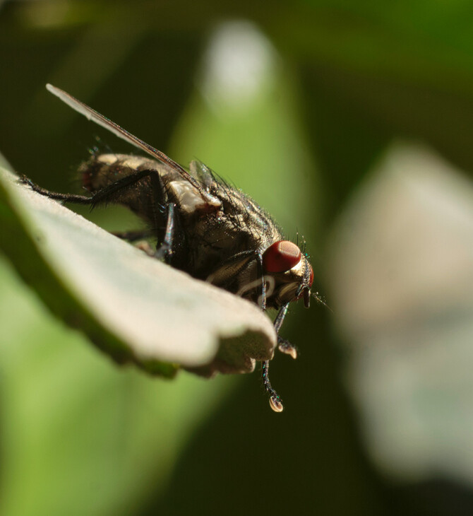 Οι επιστήμονες προειδοποιούν - Η εξαιρετικά επώδυνη τροπική νόσος chikungunya απειλεί πλέον την Ευρώπη