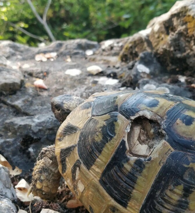 ΧΕΛΩΝΑ ΜΕΓΑΛΗ ΠΡΕΣΠΑ ΑΡΣΕΝΙΚΑ