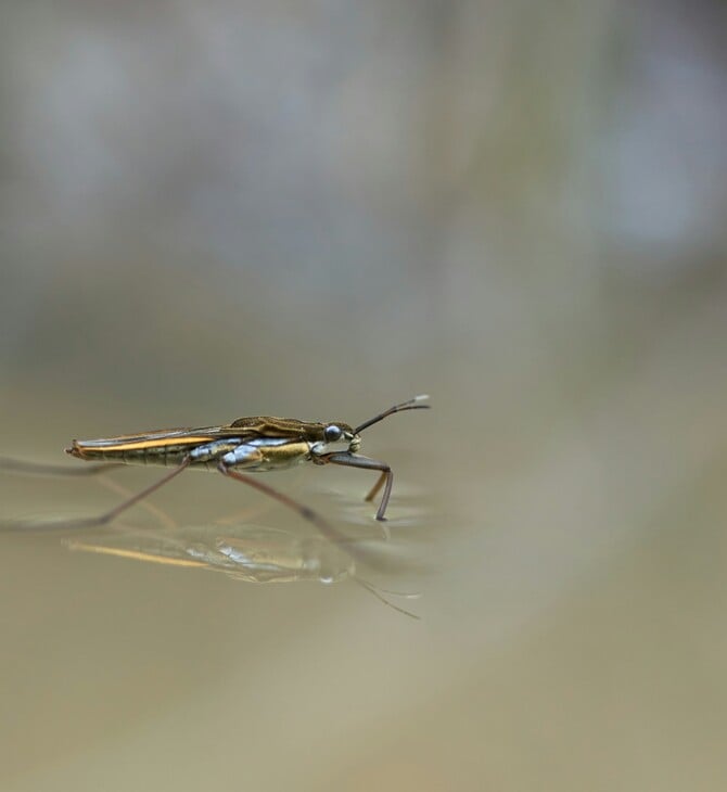 ΙΟΣ CHIKUNGUNYA ΕΠΙΠΛΟΚΕΣ ΜΑΤΙΝΑ ΠΑΓΩΝΗ