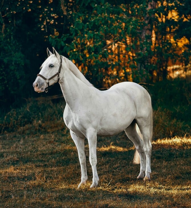 ΙΤΑΛΙΑ ΑΛΟΓΑ ΚΡΕΑΣ ΑΠΑΓΟΡΕΥΣΗ