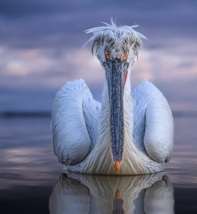 ΑΡΓΥΡΟΠΕΛΕΚΑΝΟΣ ΚΕΡΚΙΝΗ NATIONAL GEOGRAPHIC