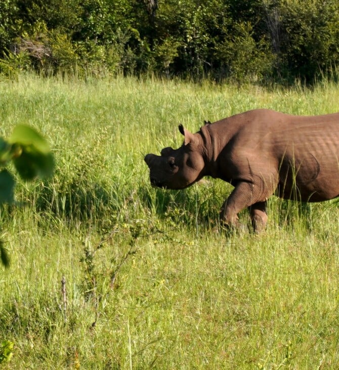 ΡΙΝΟΚΕΡΟΣ ΗΠΑ ΑΦΡΙΚΗ ΚΟΛΛΥΡΙΟ