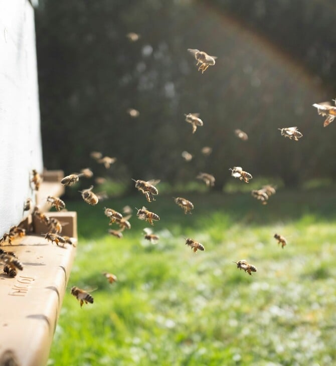 ΙΝΔΙΑ ΜΕΛΙΣΣΕΣ ΤΕΝΝΙΣ