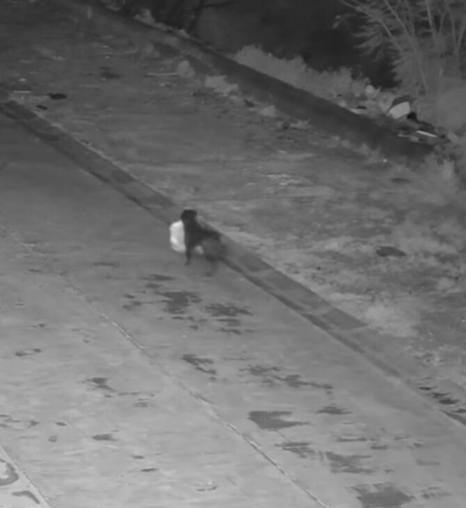 ΣΚΥΛΙ ΣΙΚΕΛΙΑ ΣΚΟΥΠΙΔΙΑ ΙΔΙΟΚΤΗΤΗΣ