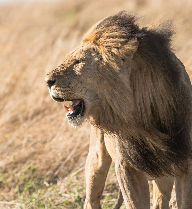 ΛΙΟΝΤΑΡΙ DNA ΛΑΘΡΟΘΗΡΙΑ ΖΙΜΠΑΜΠΟΥΕ
