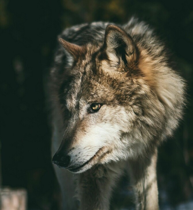 ΛΥΚΟΣ ΠΑΡΝΗΘΑ 