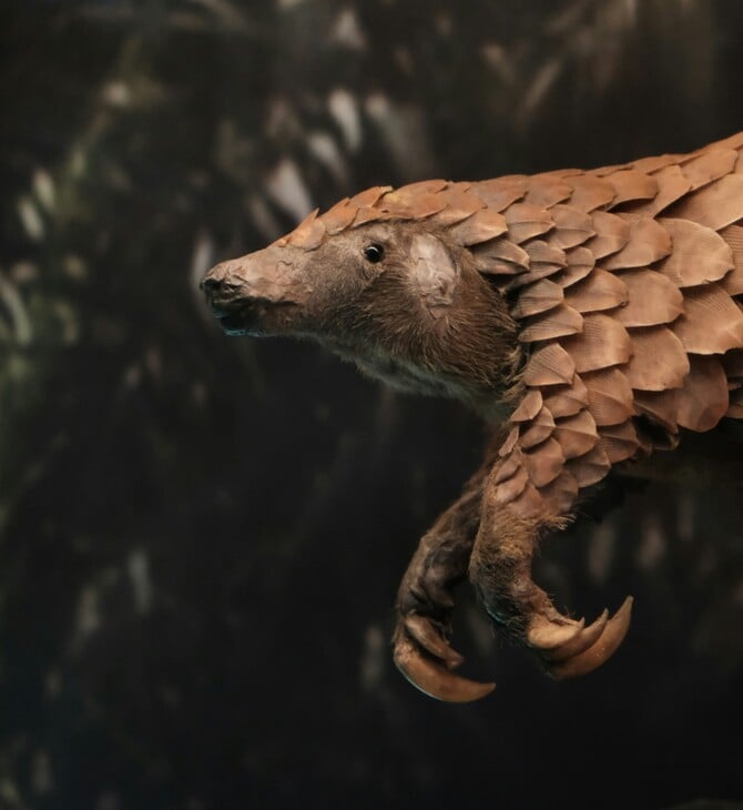 ΠΑΓΚΟΛΙΝΟΣ ΘΗΛΑΣΤΙΚΟ ΤΡΑΦΙΚΙΝΓΚ