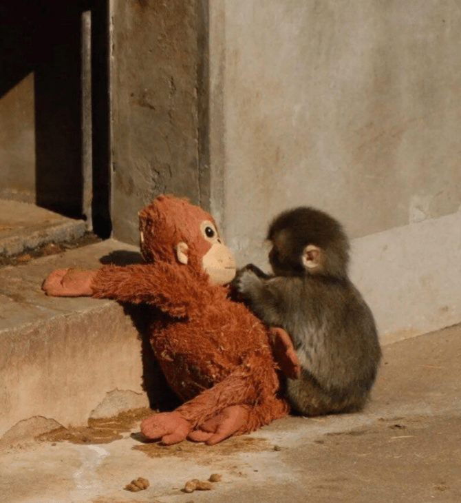 ΠΙΘΗΚΟΣ PUNCH ΖΩΟΛΟΓΙΚΟΣ ΚΗΠΟΣ ΙΑΠΩΝΙΑ