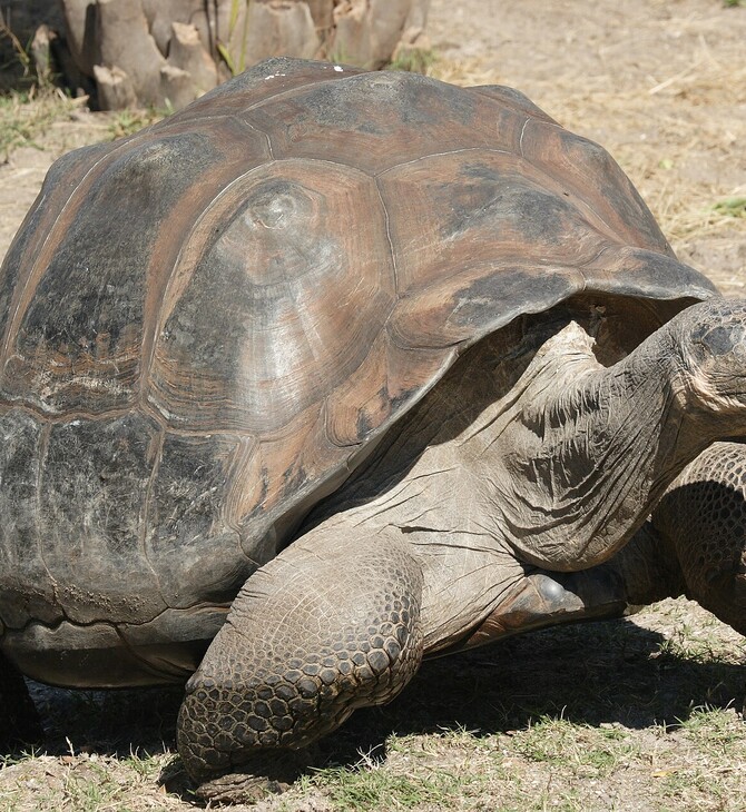 ΝΗΣΙΑ ΓΚΑΛΑΠΑΓΚΟΣ ΧΕΛΩΝΑ 