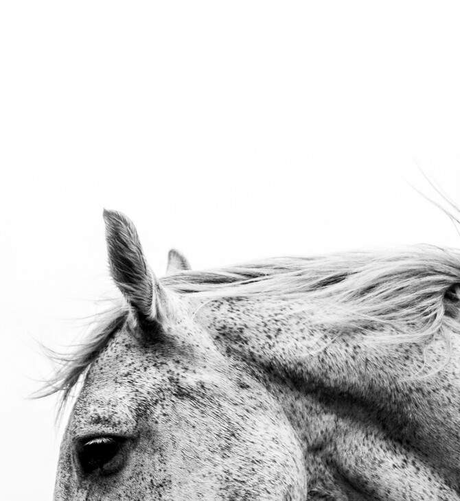 ΑΛΟΓΟ ΧΛΙΜΙΝΤΡΙΣΜΑ ΕΡΕΥΝΑ