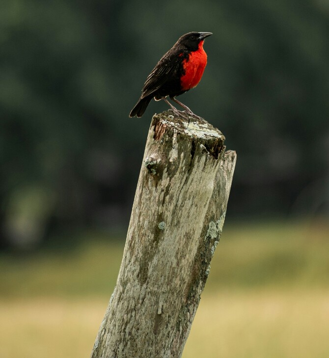 ΠΑΡΑΤΗΡΗΣΗ ΠΤΗΝΩΝ ΜΝΗΜΗ ΠΡΟΣΟΧΗ