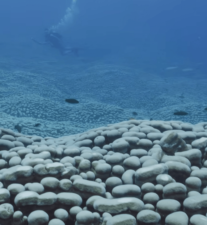 ΚΟΡΑΛΛΙ ΑΝΑΚΑΛΥΨΗ ΜΕΓΑΛΟΣ ΚΟΡΑΛΛΙΟΓΕΝΗΣ ΥΦΑΛΟΣ