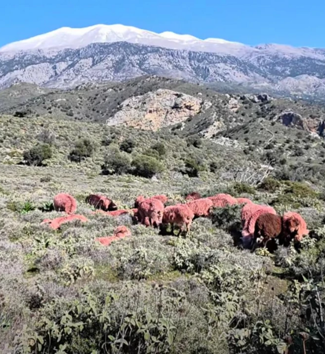 ΠΡΟΒΑΤΑ ΚΟΚΚΙΝΑ 