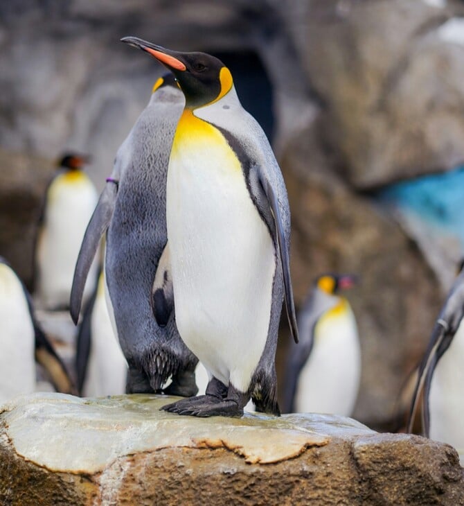 ΑΥΤΟΚΡΑΤΟΡΙΚΟΙ ΠΙΓΚΟΥΙΝΟΙ ΑΝΤΑΡΚΤΙΚΗ