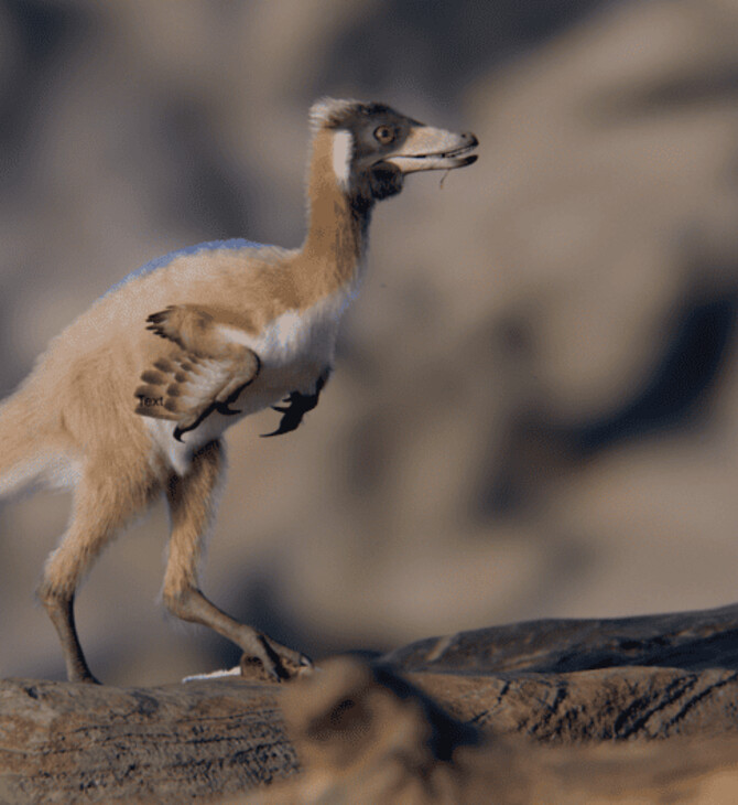 ΔΕΙΝΟΣΑΥΡΟΣ ΑΡΓΕΝΤΙΝΗ