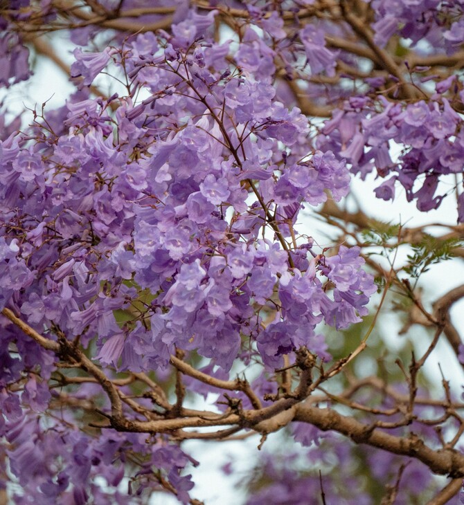 ΛΕΩΦΟΡΟΣ ΒΑΣΙΛΕΩΣ ΚΩΝΣΤΑΝΤΙΝΟΥ ΓΙΑΚΑΡΑΝΤΕΣ