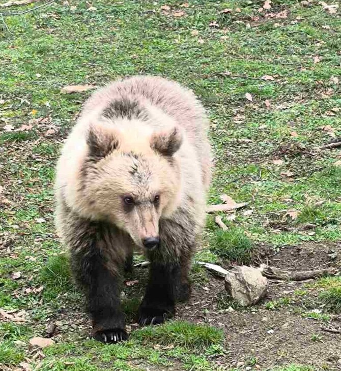 ΝΥΜΦΑΙΟ ΑΡΚΟΥΔΕΣ ΑΡΚΤΟΥΡΟΣ